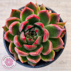 Echeveria 'Red Gilva'