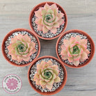 Echeveria 'Red Goose'