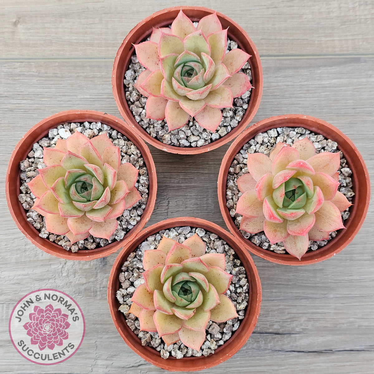 Echeveria 'Red Goose'