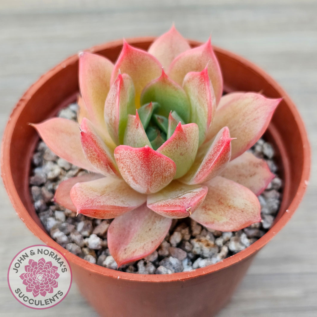 Echeveria 'Red Goose'