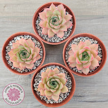 Load image into Gallery viewer, Echeveria &#39;Red Goose&#39;
