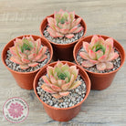 Echeveria 'Red Goose'