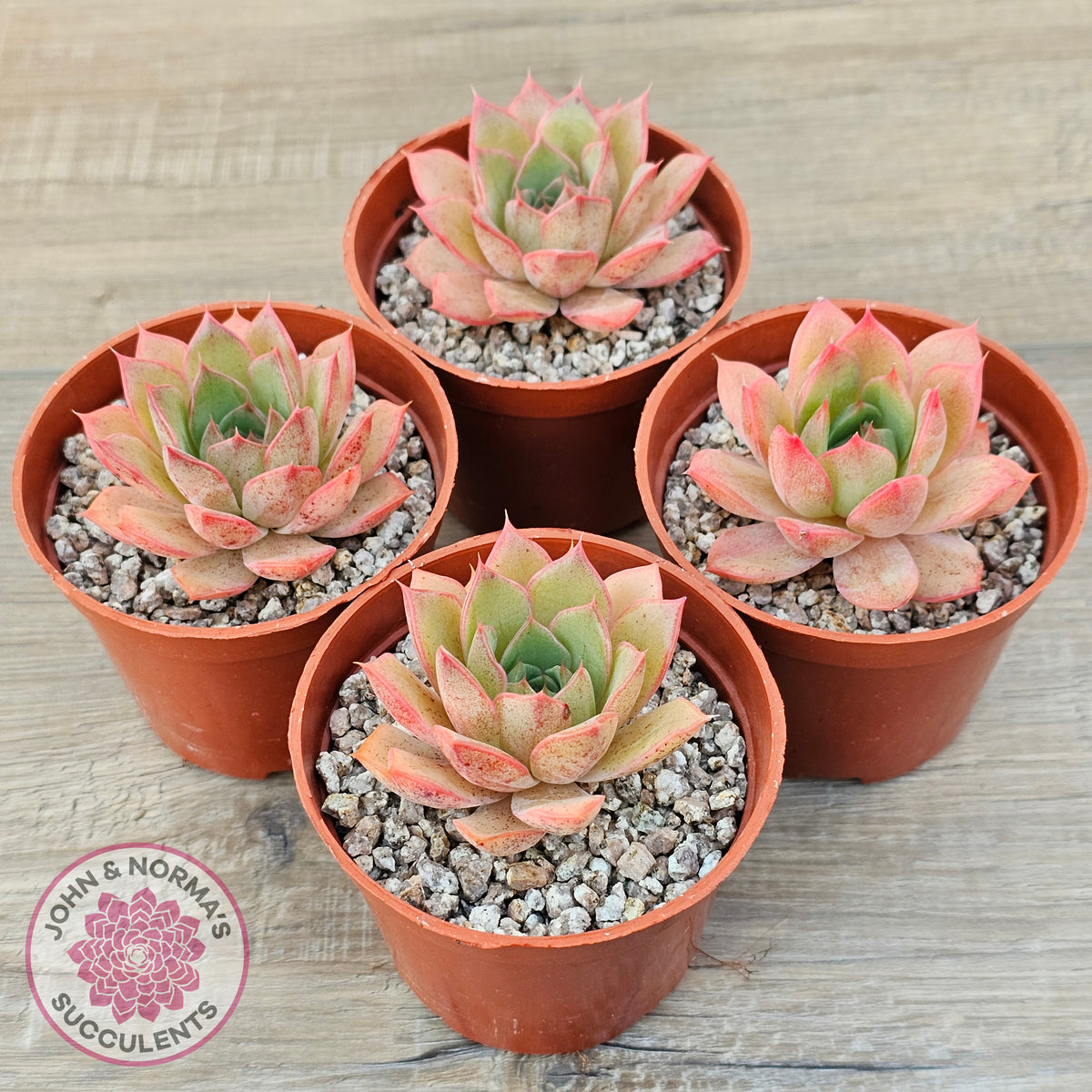 Echeveria 'Red Goose'