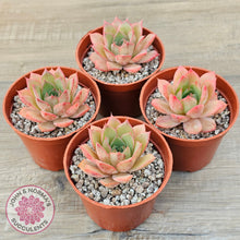 Load image into Gallery viewer, Echeveria &#39;Red Goose&#39;
