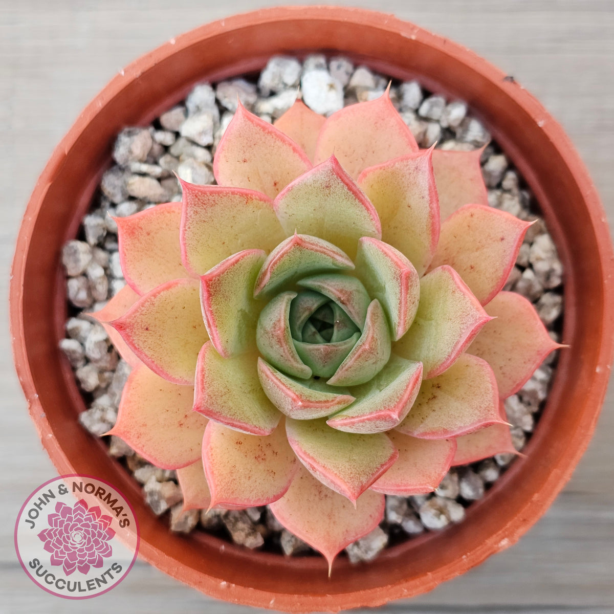 Echeveria 'Red Goose'