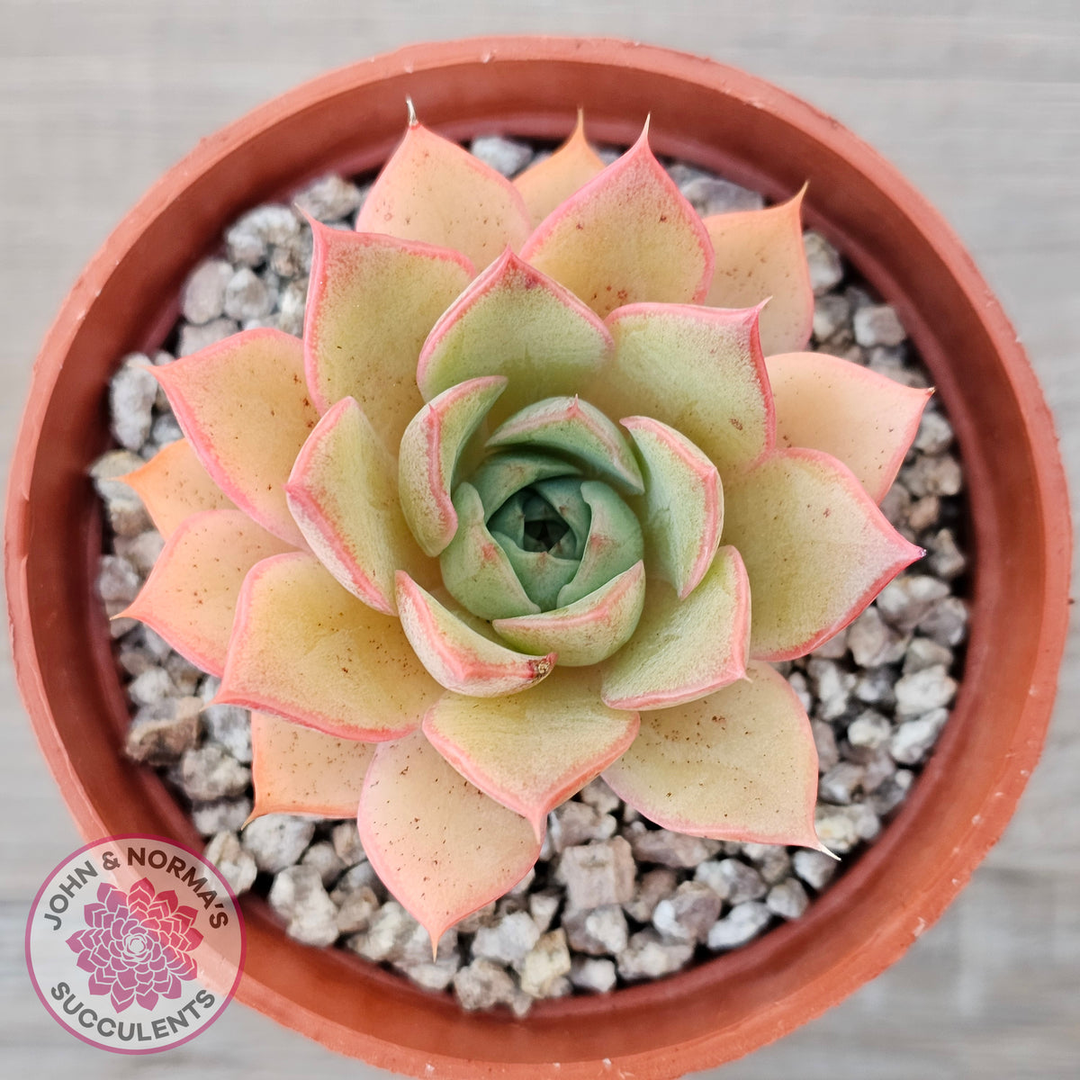 Echeveria 'Red Goose'