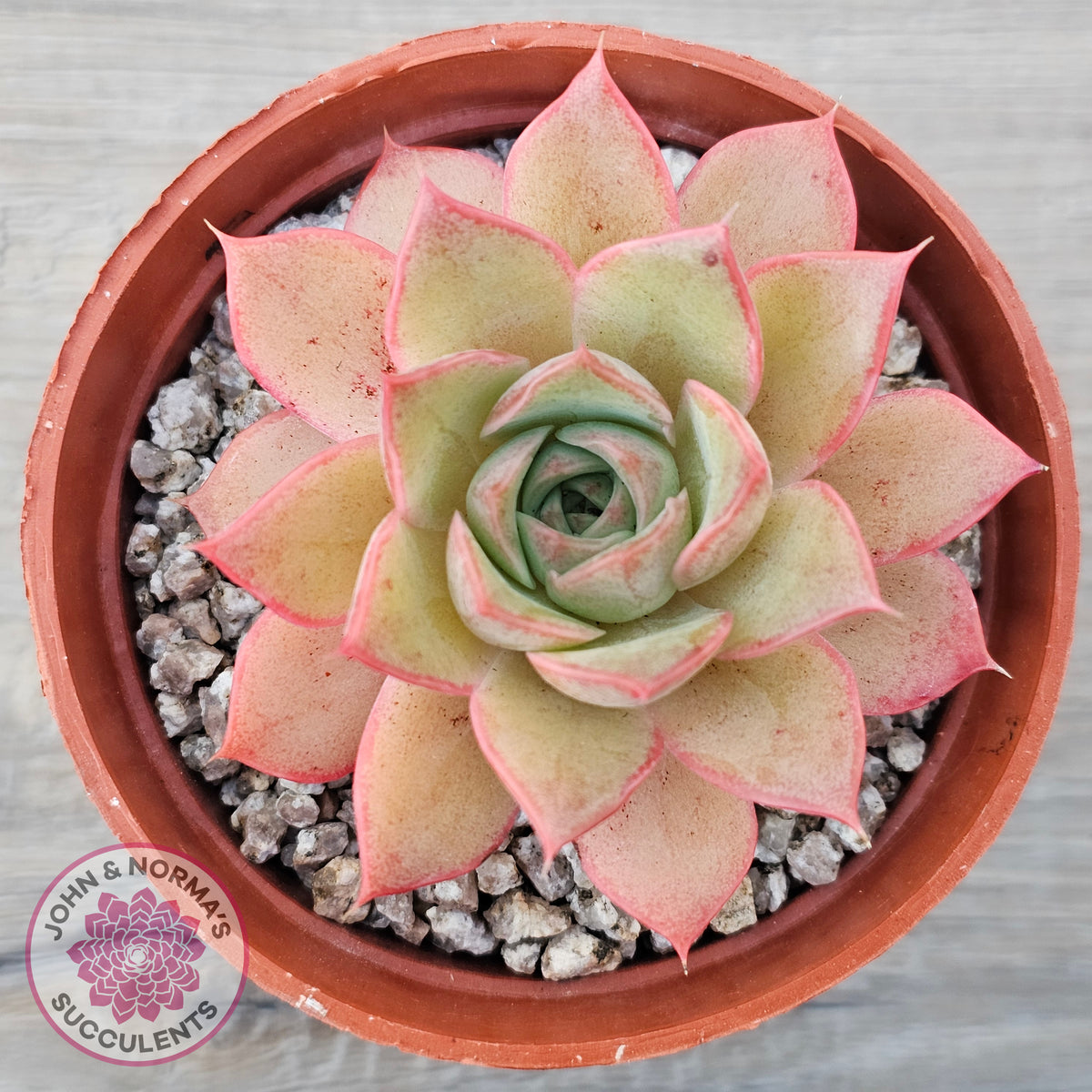 Echeveria 'Red Goose'