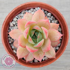 Echeveria 'Red Goose'