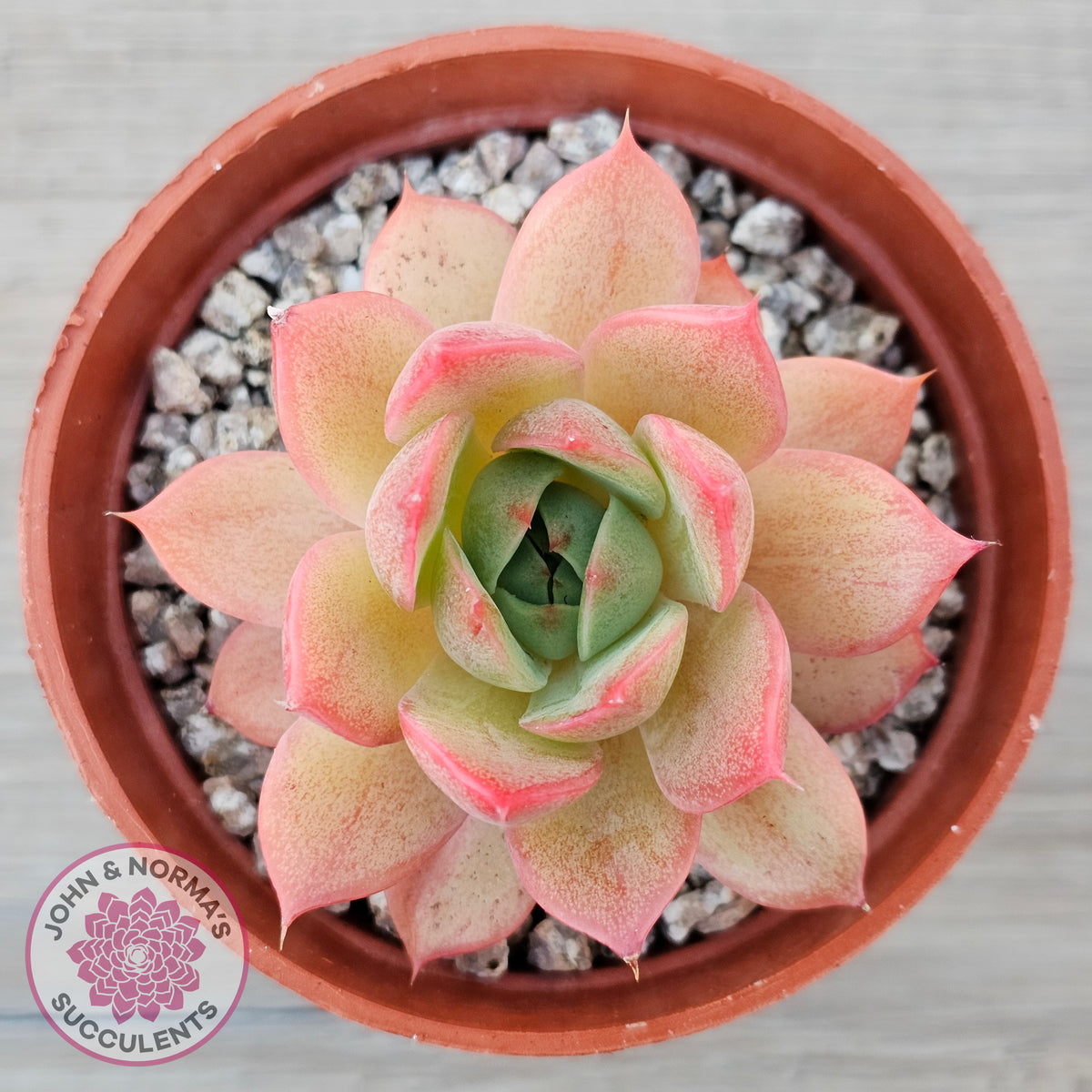 Echeveria 'Red Goose'