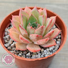 Echeveria 'Red Goose'