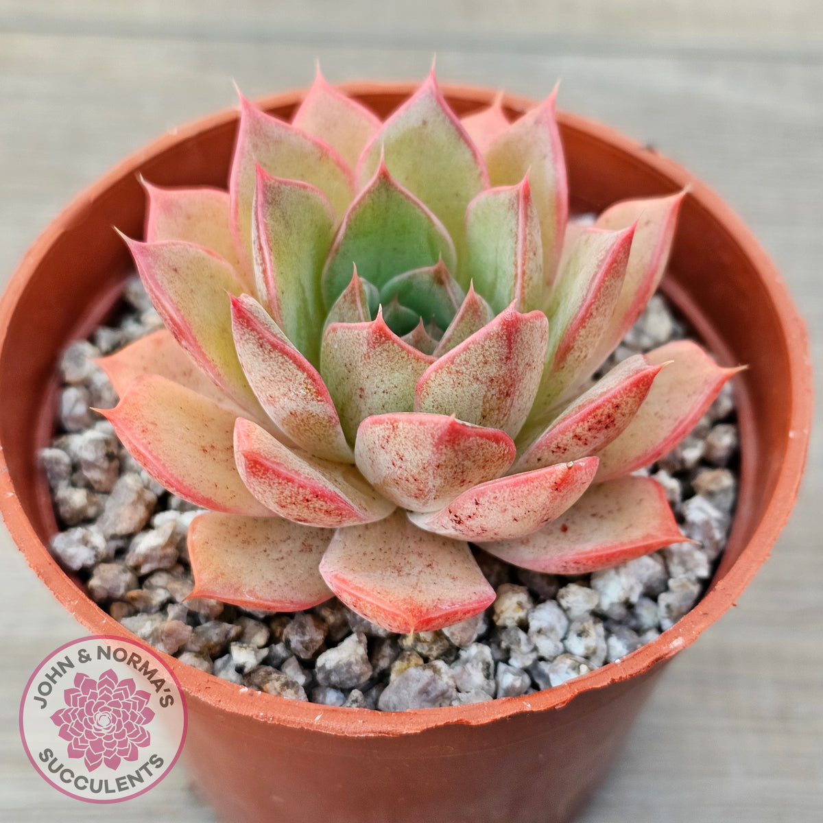 Echeveria 'Red Goose'