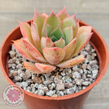 Load image into Gallery viewer, Echeveria &#39;Red Goose&#39;
