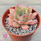 Echeveria 'Red Goose'