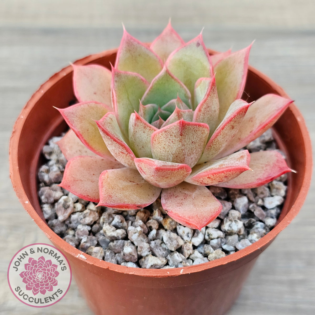 Echeveria 'Red Goose'