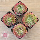 Echeveria 'Red Hole'