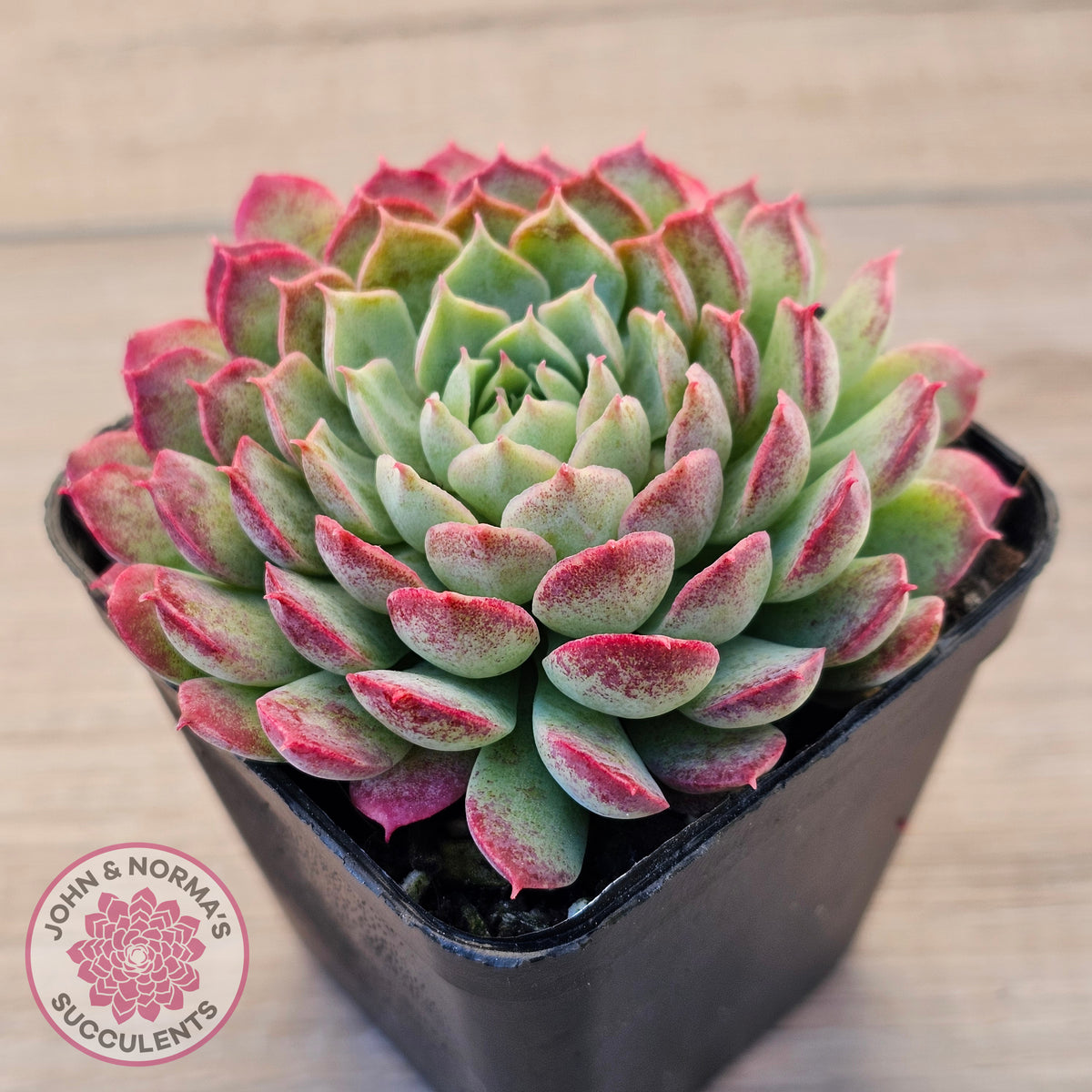 Echeveria 'Red Hole'