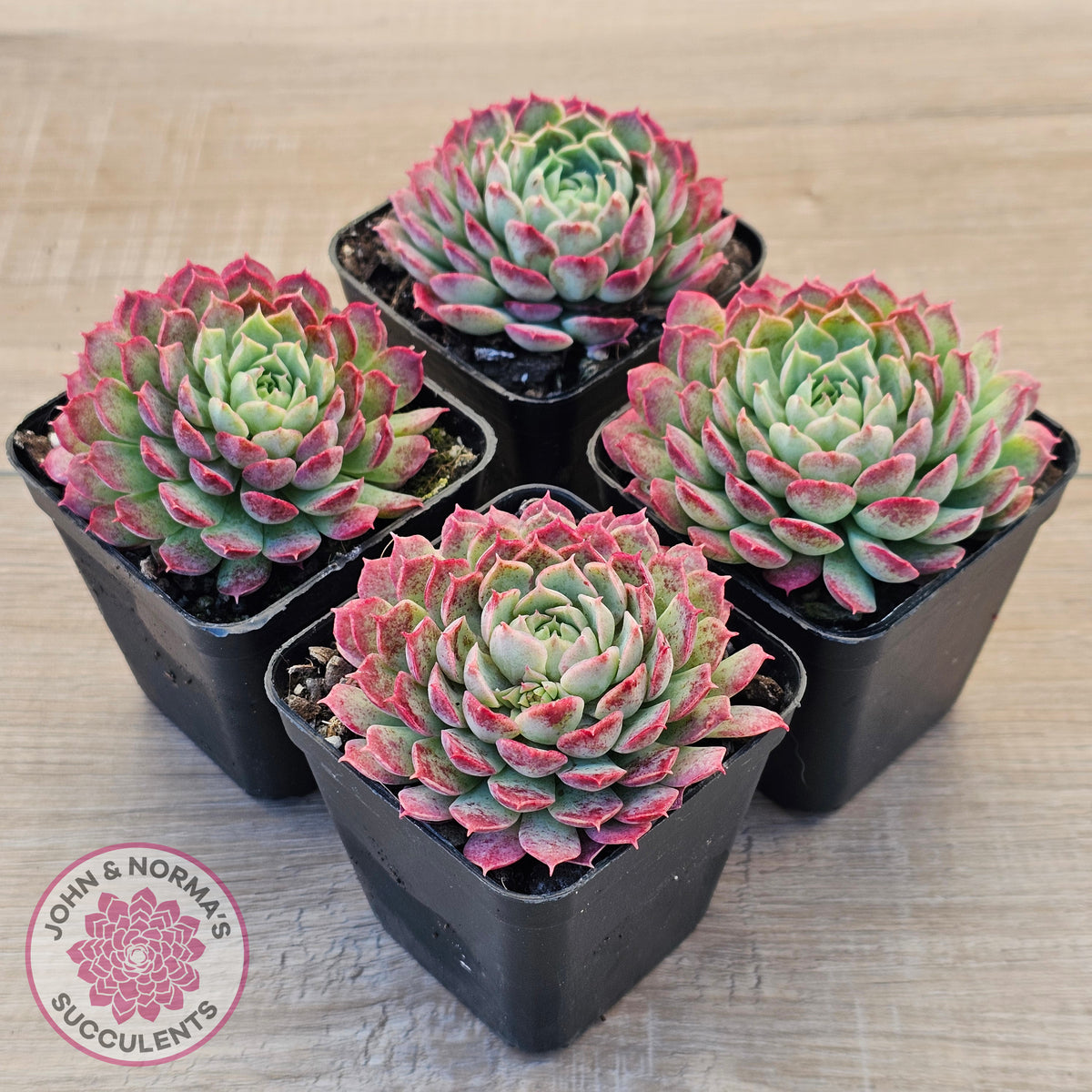 Echeveria 'Red Hole'