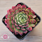 Echeveria 'Red Hole'