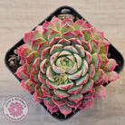 Echeveria 'Red Hole'