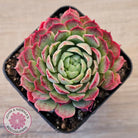Echeveria 'Red Hole'