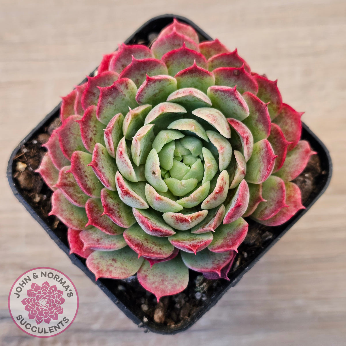Echeveria 'Red Hole'