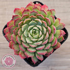 Echeveria 'Red Hole'