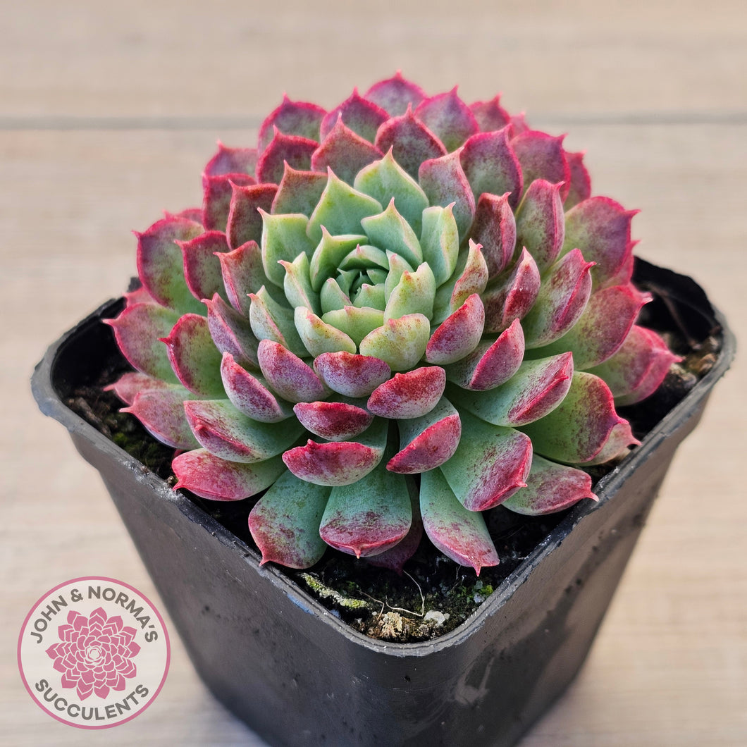 Echeveria 'Red Hole'