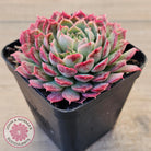 Echeveria 'Red Hole'