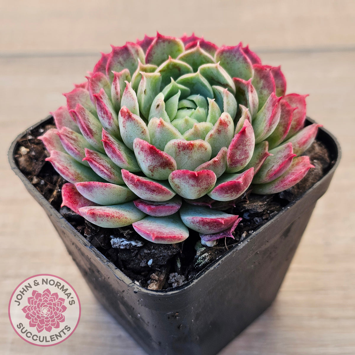 Echeveria 'Red Hole'