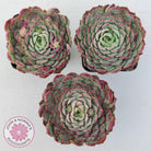Echeveria 'Red Hole'