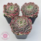 Echeveria 'Red Hole'
