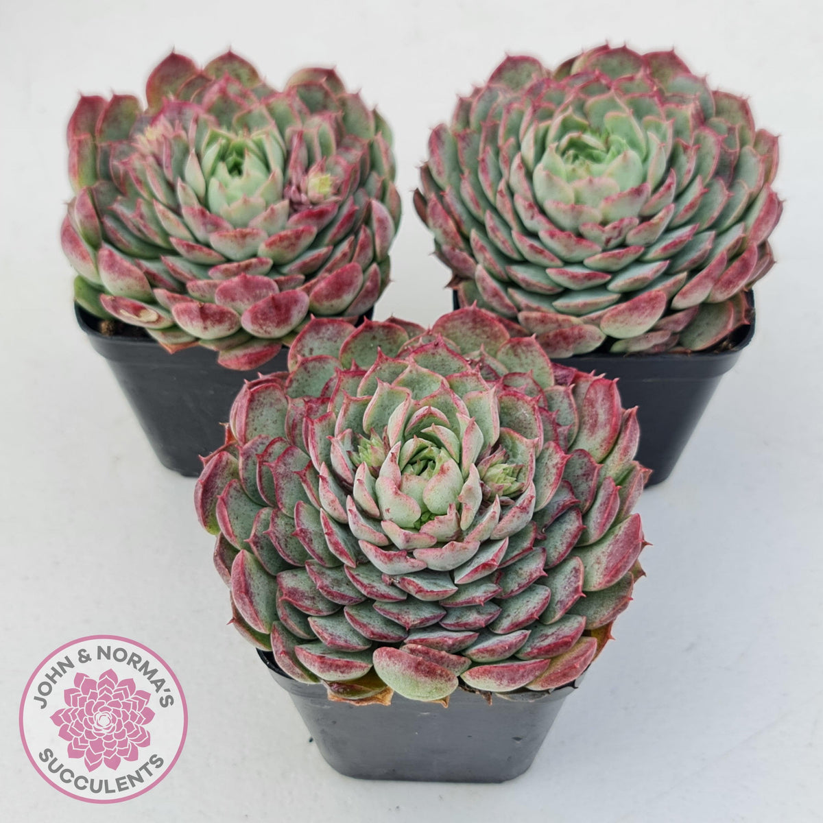 Echeveria 'Red Hole'
