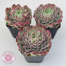 Load image into Gallery viewer, Echeveria &#39;Red Hole&#39; - John &amp; Norma&#39;s Succulents Australia
