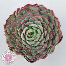 Load image into Gallery viewer, Echeveria &#39;Red Hole&#39; - John &amp; Norma&#39;s Succulents Australia
