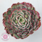 Echeveria 'Red Hole'