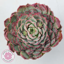 Load image into Gallery viewer, Echeveria &#39;Red Hole&#39; - John &amp; Norma&#39;s Succulents Australia
