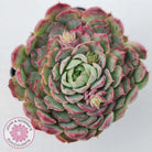 Echeveria 'Red Hole'
