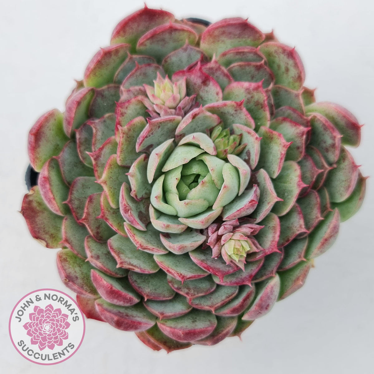 Echeveria 'Red Hole'