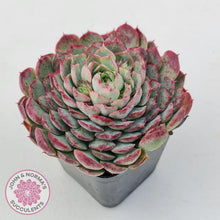 Load image into Gallery viewer, Echeveria &#39;Red Hole&#39; - John &amp; Norma&#39;s Succulents Australia
