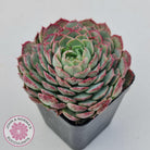 Echeveria 'Red Hole'