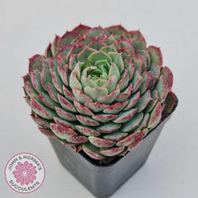 Load image into Gallery viewer, Echeveria &#39;Red Hole&#39; - John &amp; Norma&#39;s Succulents Australia
