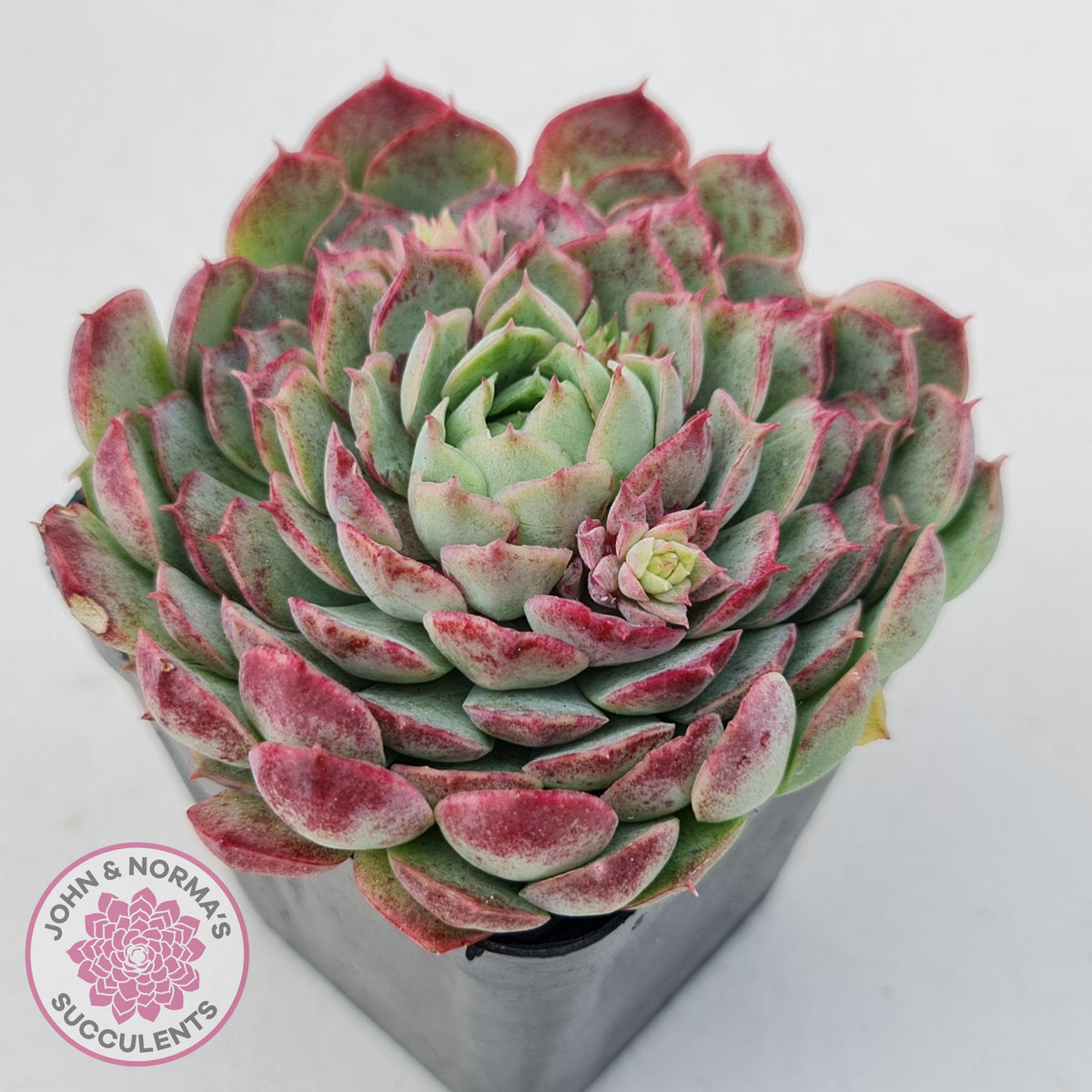 Echeveria 'Red Hole'