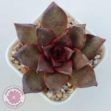 Load image into Gallery viewer, Echeveria &#39;Red Light&#39; - John &amp; Norma&#39;s Succulents Australia
