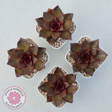 Load image into Gallery viewer, Echeveria &#39;Red Light&#39; - John &amp; Norma&#39;s Succulents Australia
