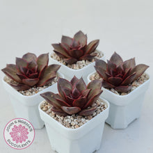 Load image into Gallery viewer, Echeveria &#39;Red Light&#39; - John &amp; Norma&#39;s Succulents Australia
