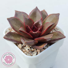 Load image into Gallery viewer, Echeveria &#39;Red Light&#39; - John &amp; Norma&#39;s Succulents Australia
