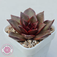 Load image into Gallery viewer, Echeveria &#39;Red Light&#39; - John &amp; Norma&#39;s Succulents Australia
