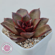 Load image into Gallery viewer, Echeveria &#39;Red Light&#39; - John &amp; Norma&#39;s Succulents Australia
