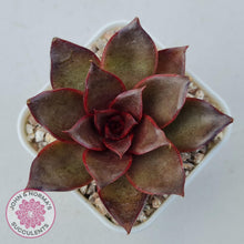 Load image into Gallery viewer, Echeveria &#39;Red Light&#39; - John &amp; Norma&#39;s Succulents Australia
