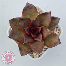 Load image into Gallery viewer, Echeveria &#39;Red Light&#39; - John &amp; Norma&#39;s Succulents Australia
